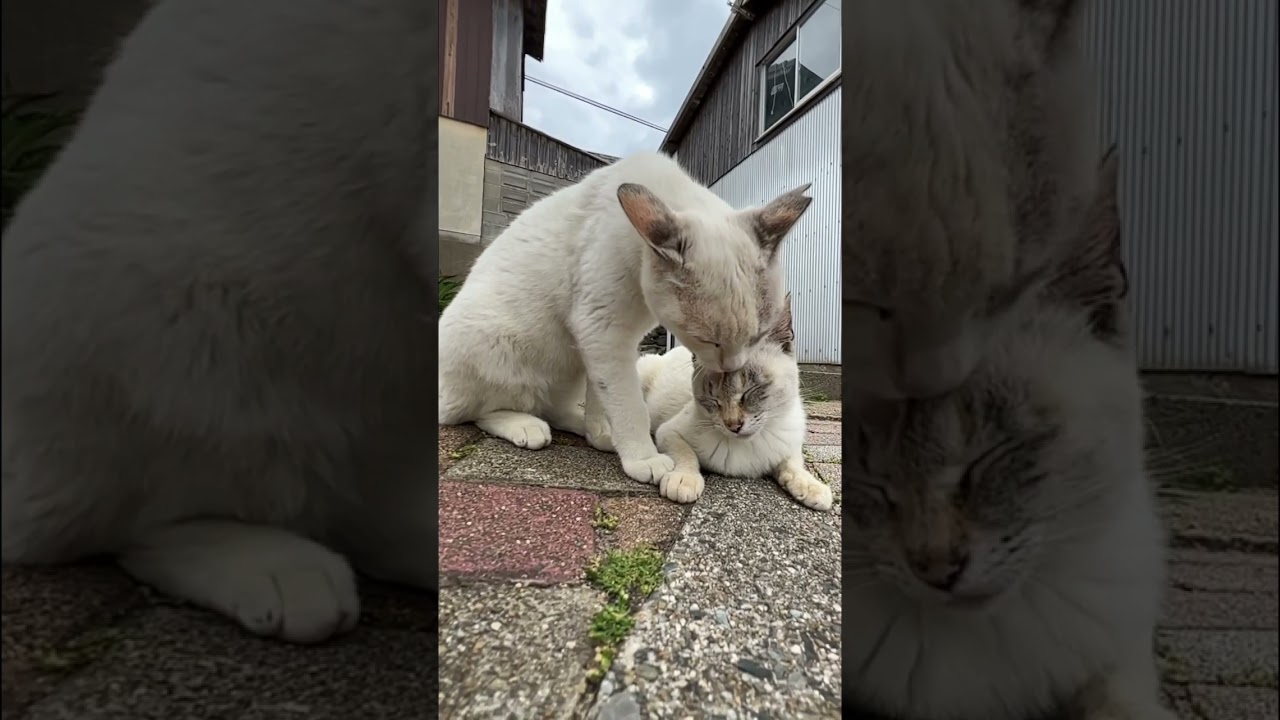 毛繕いするシャムミックスの猫　#シャムミックス　#シャムトラ  #猫　#cat #猫島