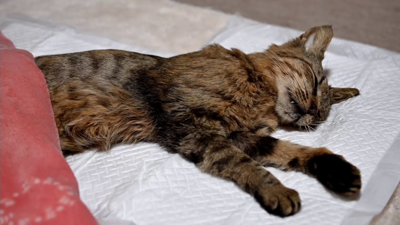 ベンガルお別れLIVE