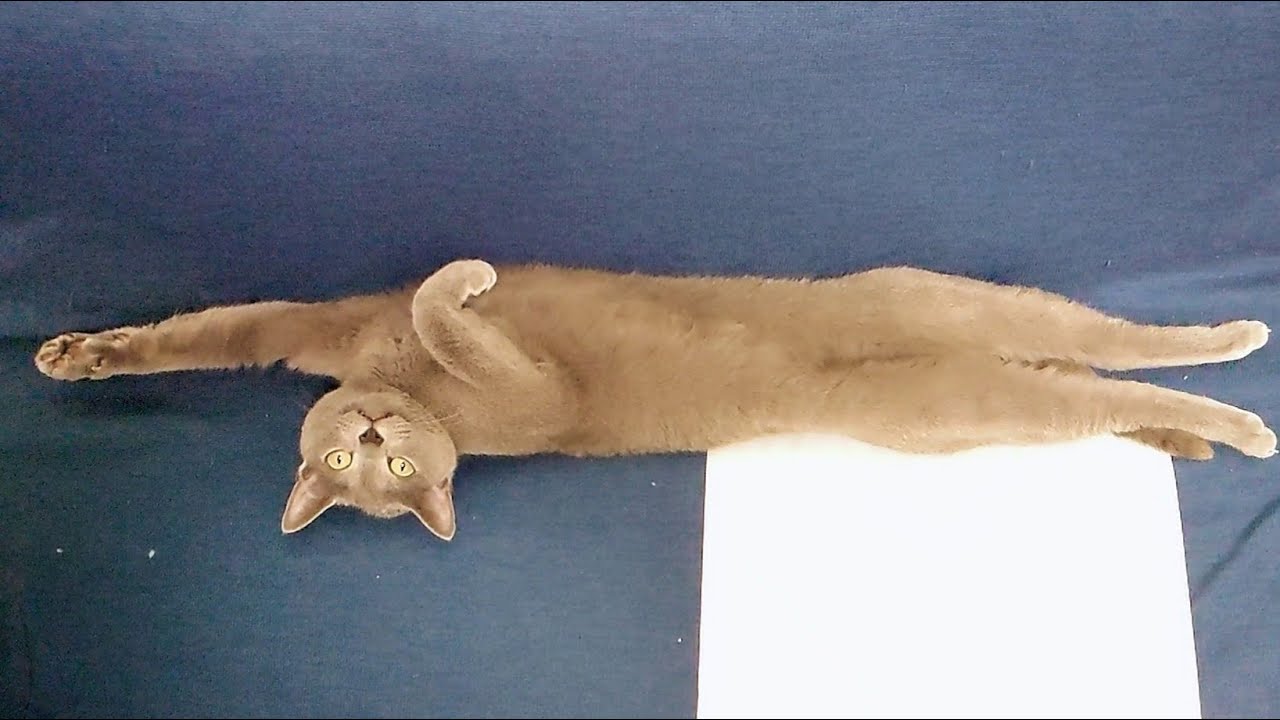 【猫動画】スーパーマンみたいな恰好のロシアンブルー【russianbule】Russian Blue dressed like Superman