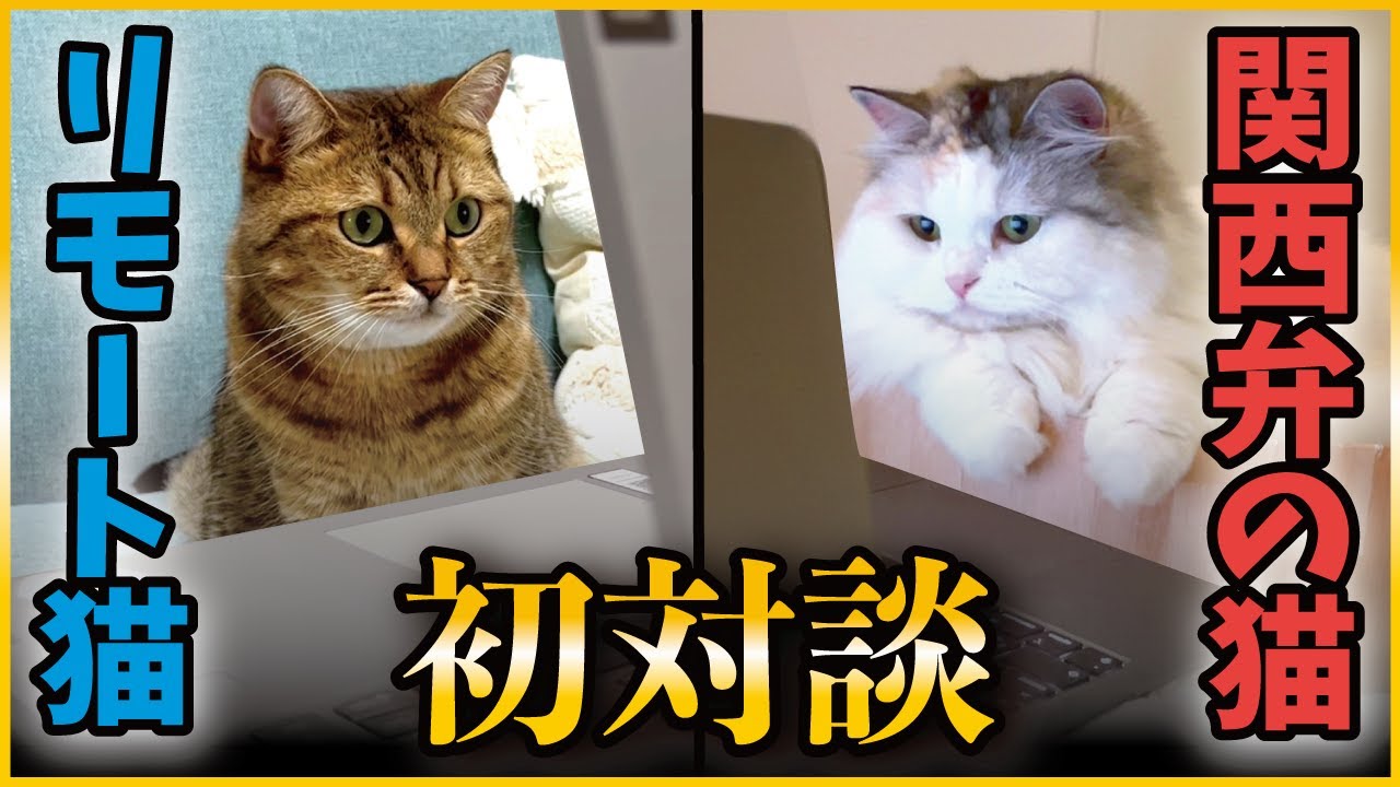 ついに実現！有名猫YouTuber同士のリモート会議がまさかの展開に…【関西弁でしゃべる猫】