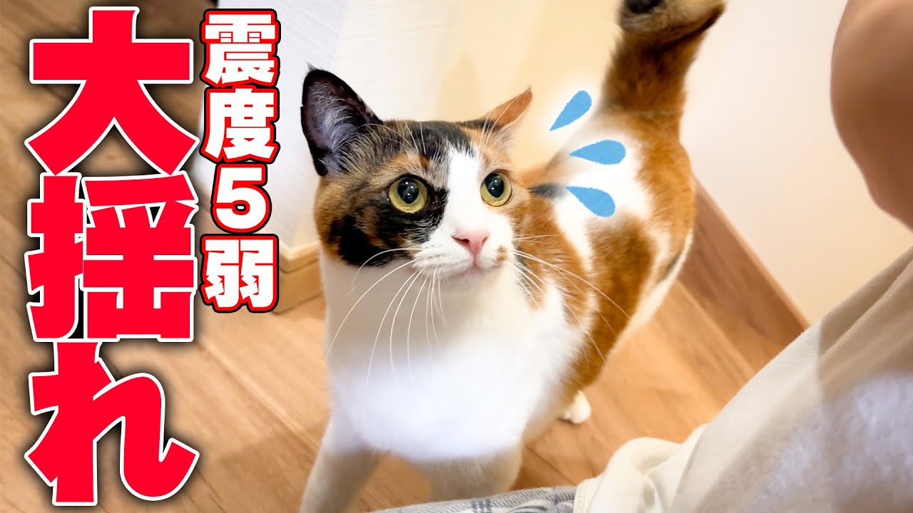 【震度５弱】過去最大級の大揺れにビックリして飼い主のそばから動けなくなってしまう猫… 。一方で地震慣れしてる先輩猫たちが…！？