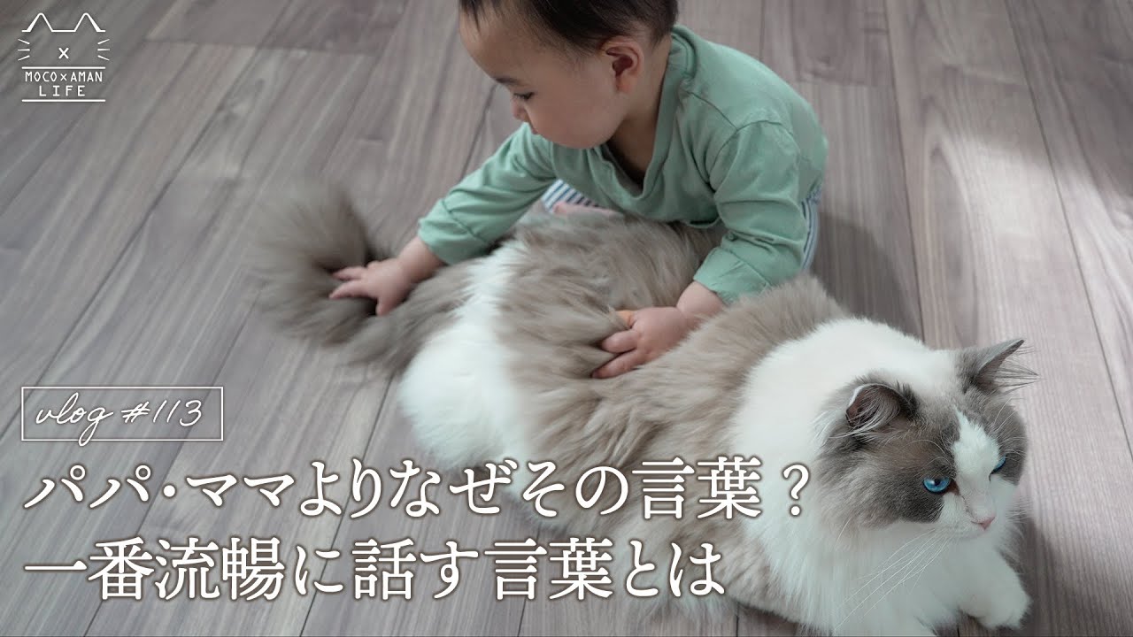 パパ・ママより赤ちゃんが一番流暢に話した言葉とは？｜ラグドール猫 #113