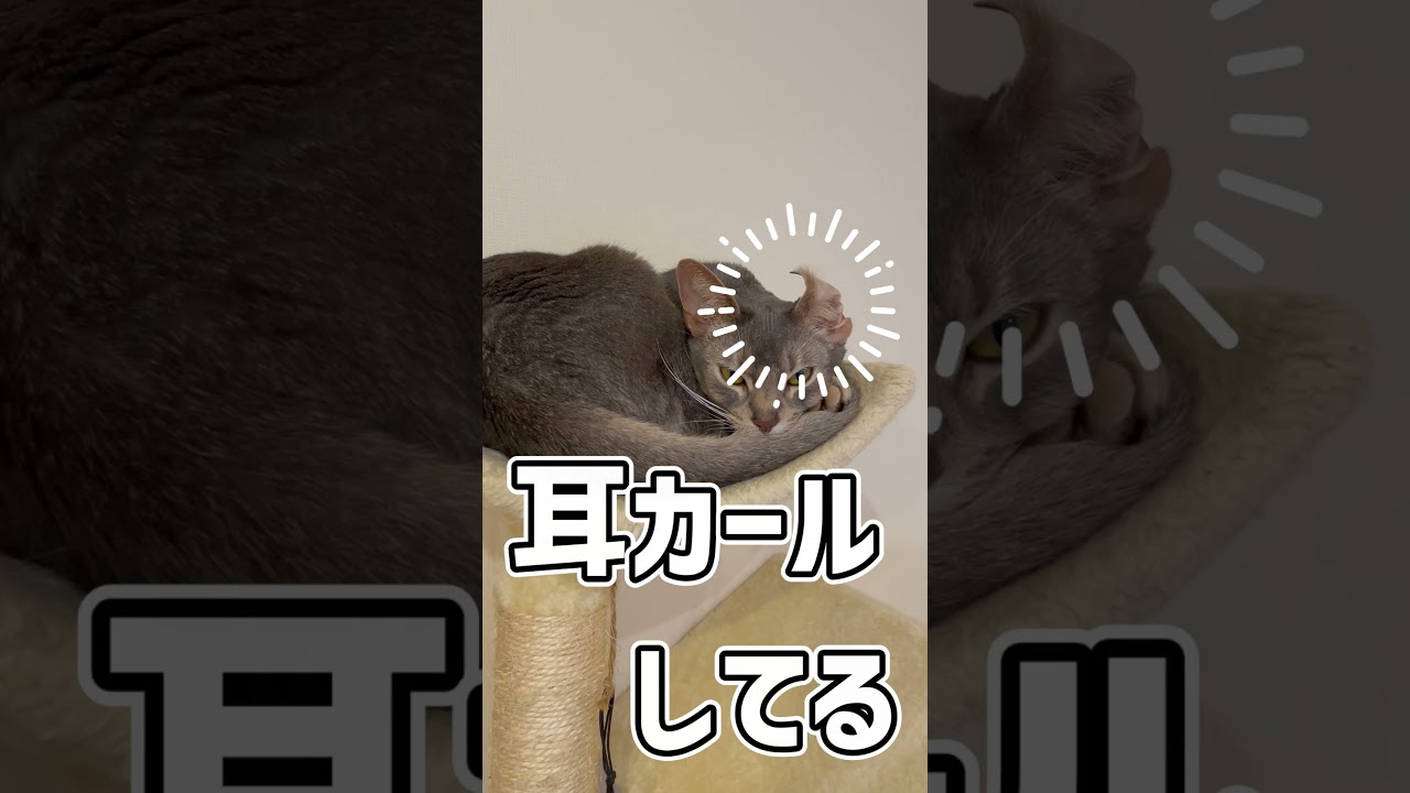耳がカールしてる猫😻 Cat with curled ears😻 #shorts