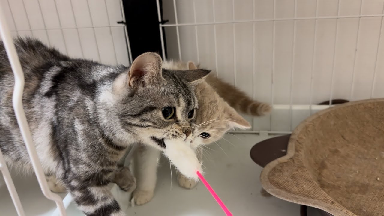 子猫の横で猫じゃらしにキマッちゃってるママ猫さんが最後こうなりました。