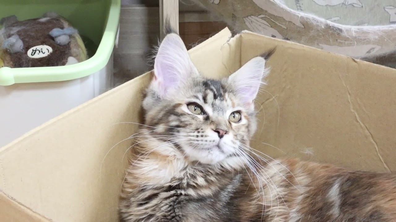生後5ヶ月メインクーン子猫のイドウナちゃん