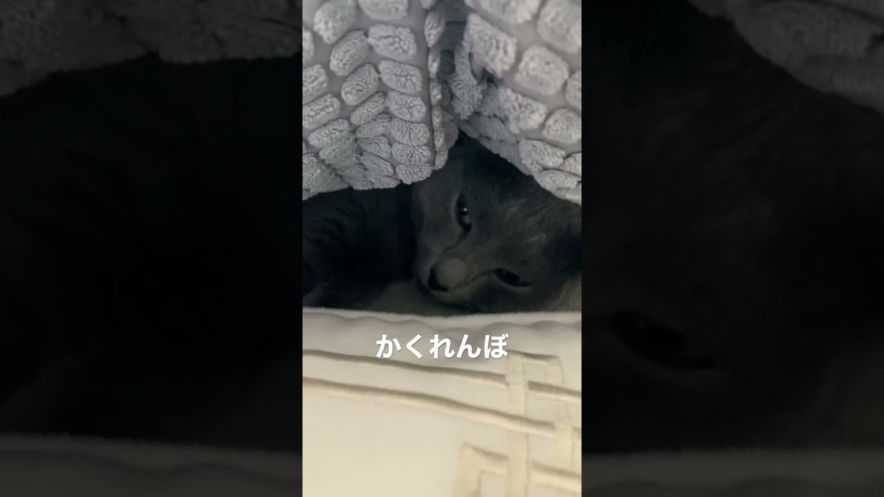 かくれんぼ猫#russianblue #ねこ #ねこのいる生活 #ロシアンブルー #猫動画 #cat #catlover #猫 #猫のいる暮らし #かわいい #catlover