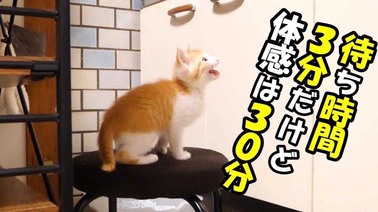 ふたりボッチの子猫　待ち時間は３分だけど、３０分待ちの怒り方【赤ちゃん猫　保護猫】