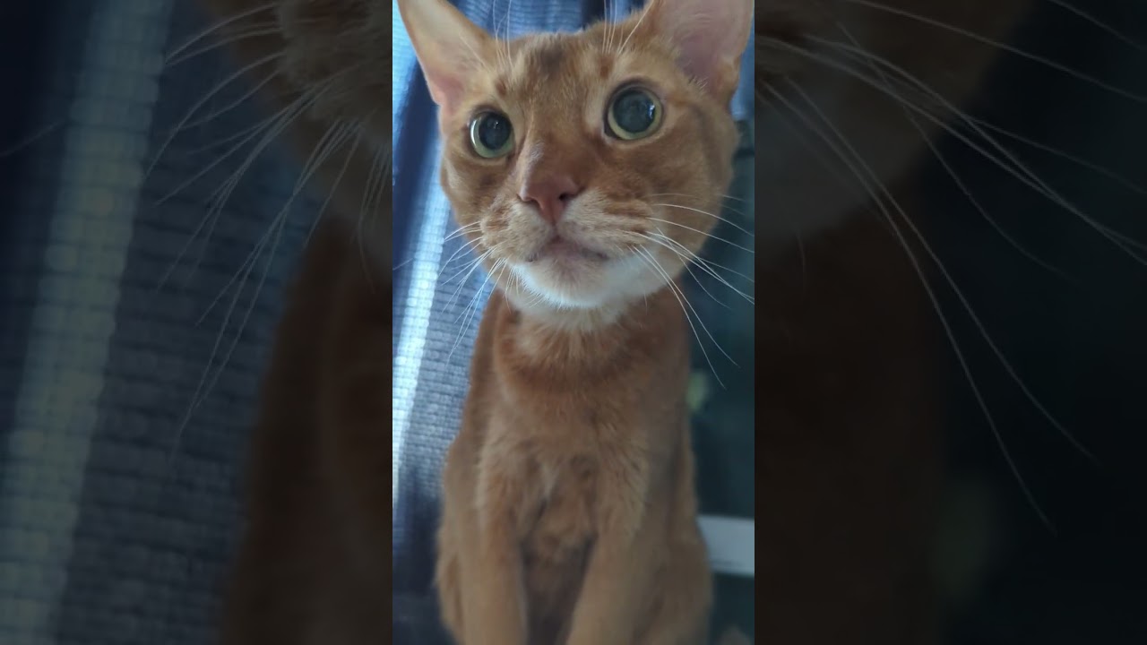 4/23パイオニアあびにゃん（´・ω・`）#cat #猫 #ねこ #アビシニアン #abyssinian #cute