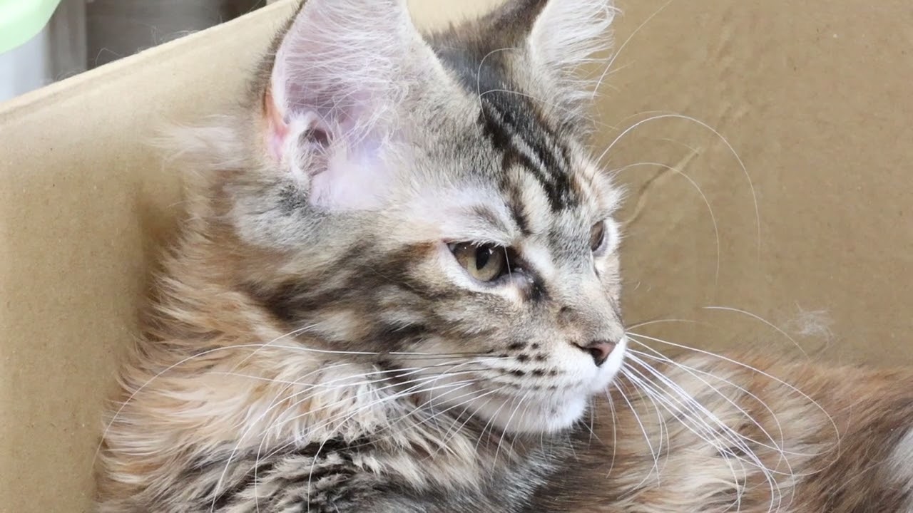 生後5ヶ月メインクーン子猫のイドウナちゃん
