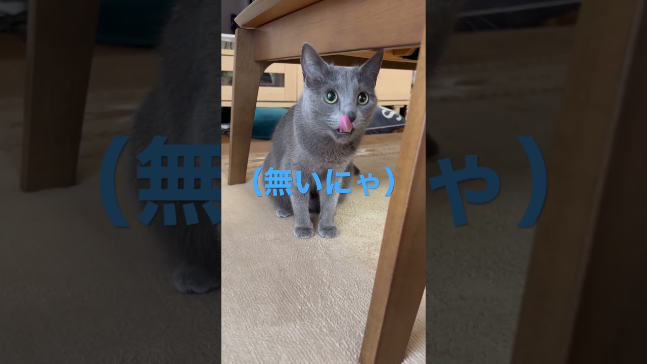 コタツを探す可愛い猫とキモいパパ（ロシアンブルー）#shorts