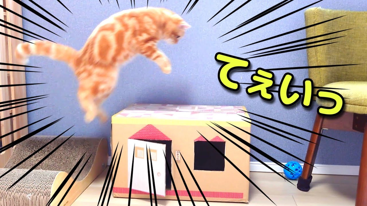 全力で段ボールを破壊しようとする子猫が面白かった…笑