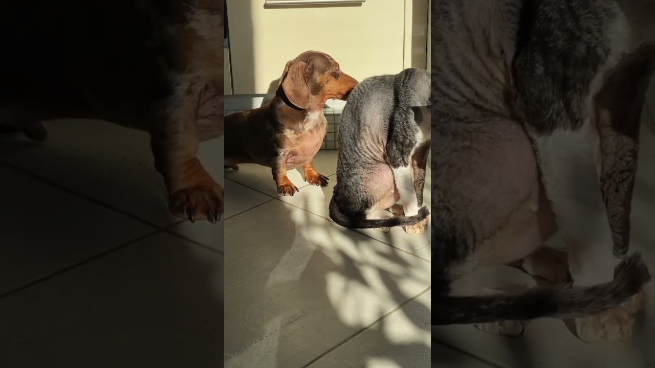 animal chill 👌🏻 mini bull terrier, rabbit dachshund and cornish rex! Two dogs and a cat