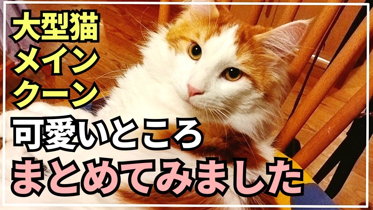 見るだけで癒やされる！大きくて可愛い猫動画13連発【メインクーン】