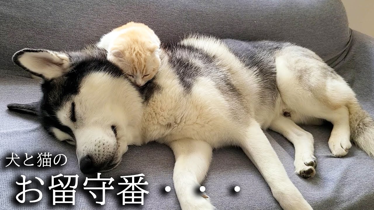 子猫と犬達のお留守番を隠し撮りしたら胸が締め付けられました...