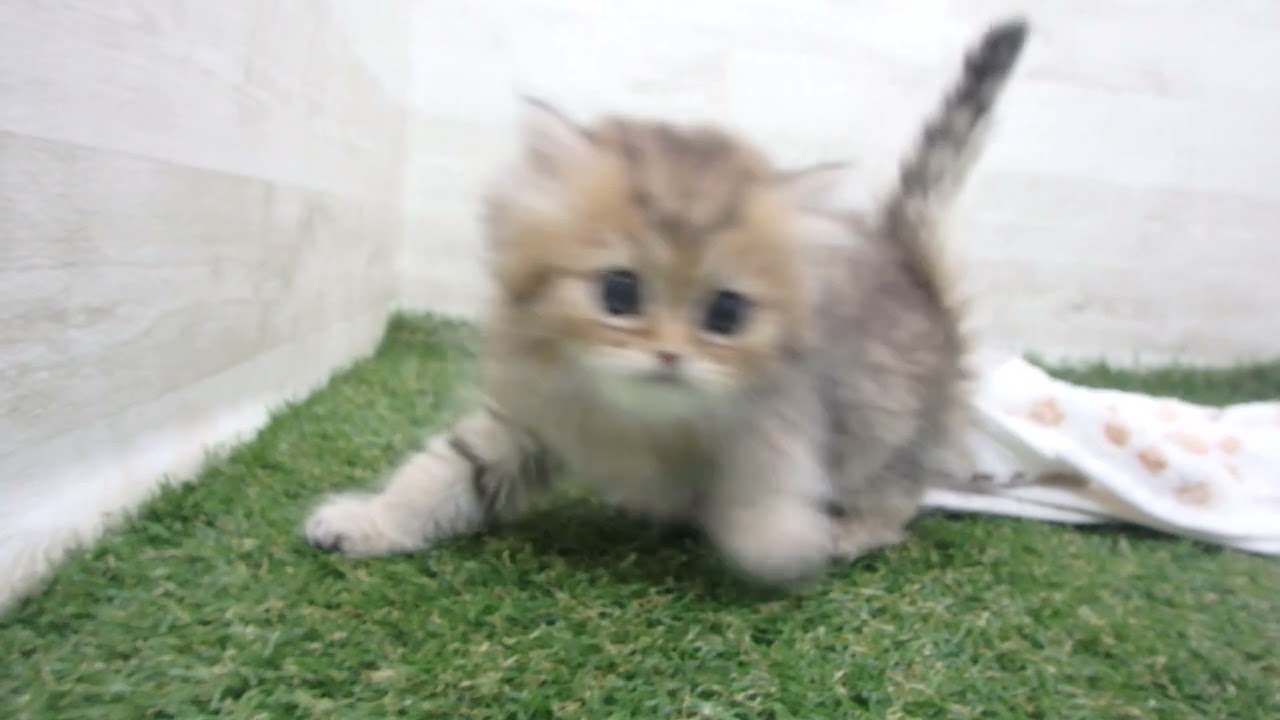 ペットショップcoo&riku No.00633309 ペルシャ