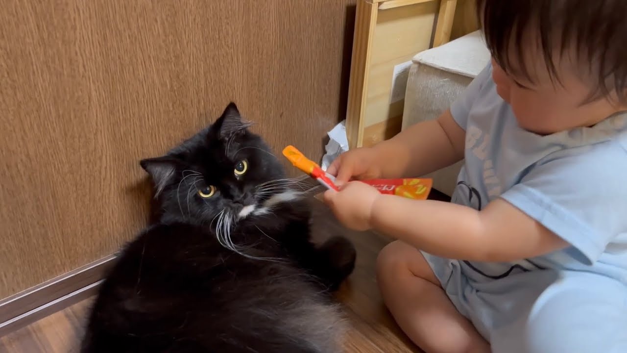 赤ちゃんからオヤツをもらう猫　ノルウェージャンフォレストキャット　ラガマフィンA cat getting a snack from a baby.