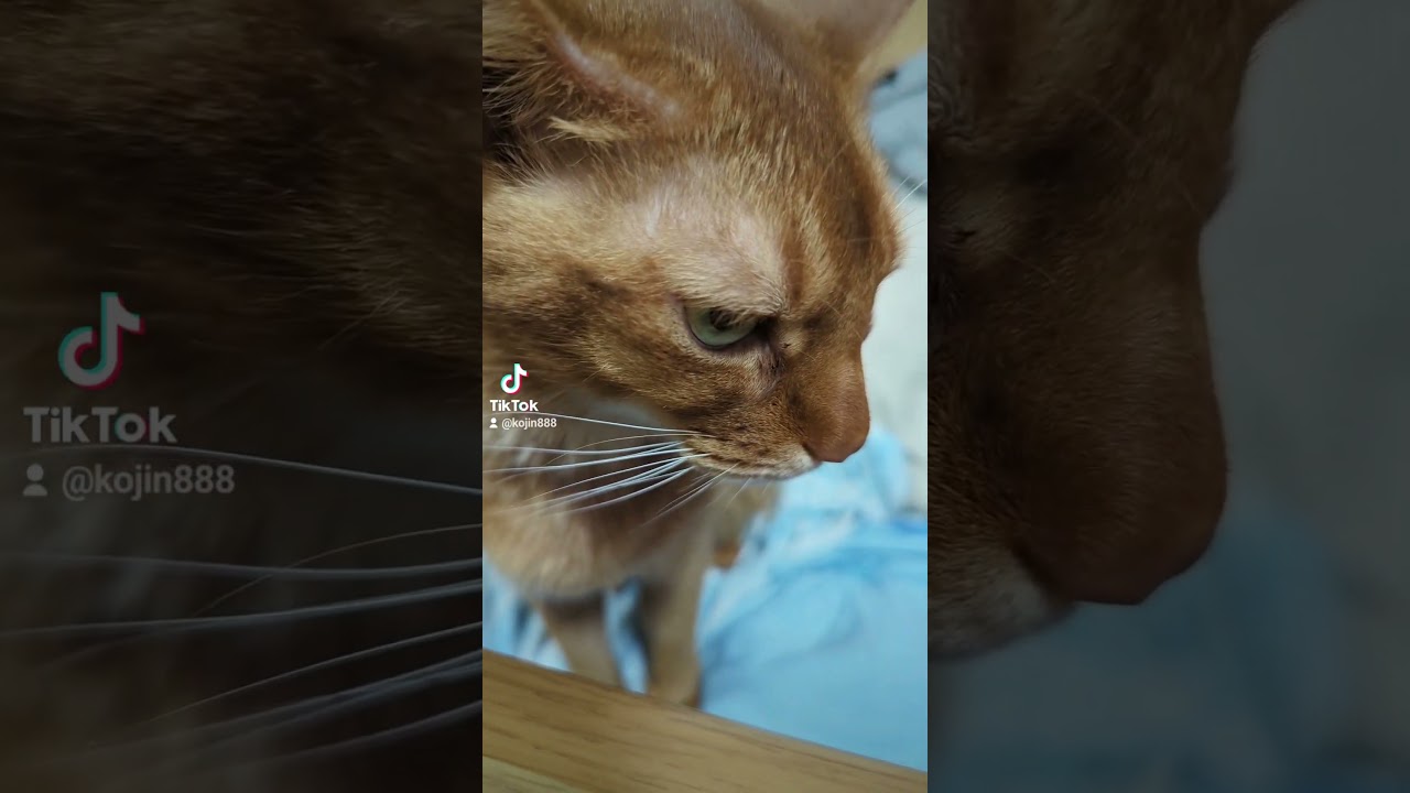 5/7座ってる！あびにゃん（´・ω・`） #猫 #cat #ねこ  #アビシニアン