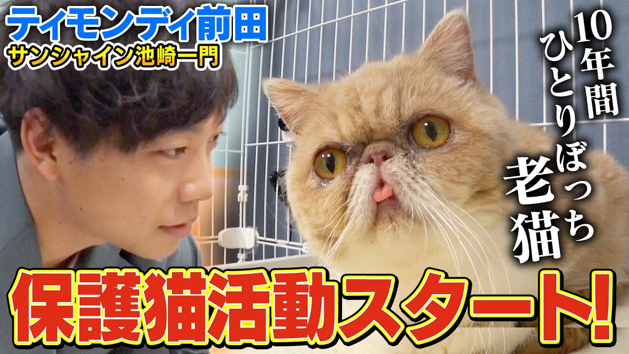 【保護猫活動】10年間ひとりぼっちだった老猫をティモンディ前田が預かり開始！【サンシャイン池崎一門】