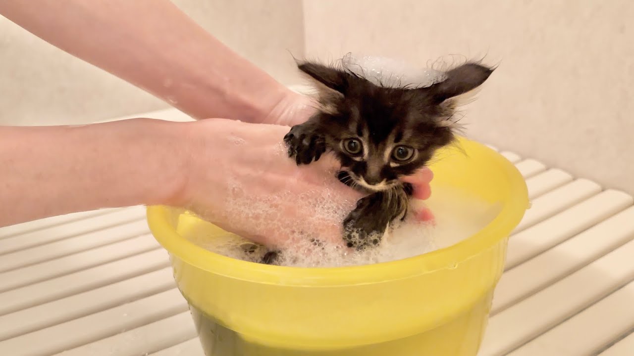 うんちを踏んでしまって急遽シャンプーされる子猫 生後49日【アオちゃん日記#46〜青い秋空〜】Kitten being shampooed because it stepped in poop