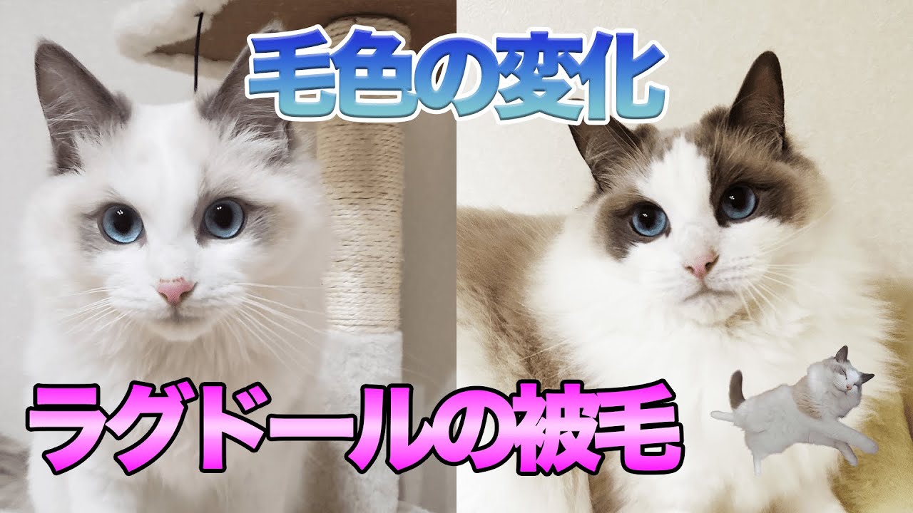 猫のラグドールの被毛の特徴について