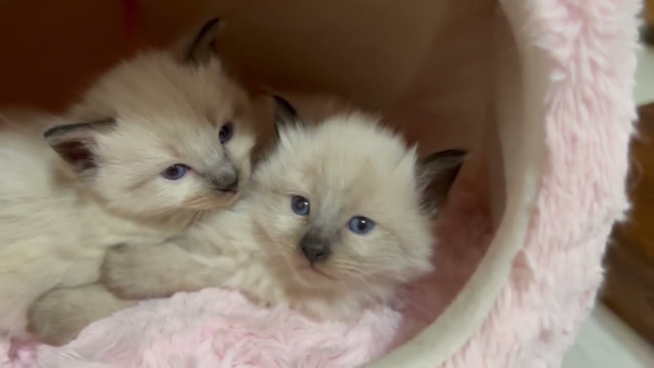 かわいい子猫が眠りに落ちる瞬間🥰 【ラグドール/オオヤマネコの子猫】#shortvideo