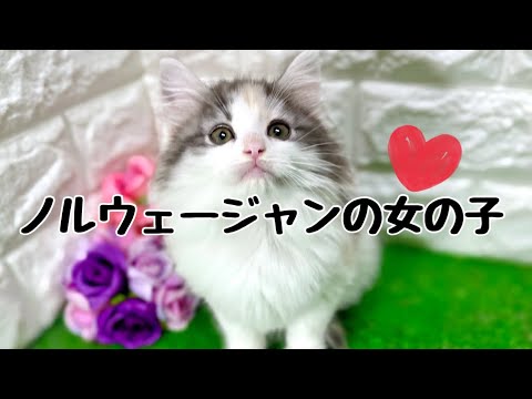 ノルウェージャンフォレストキャットの子猫　（平野瓜破）
