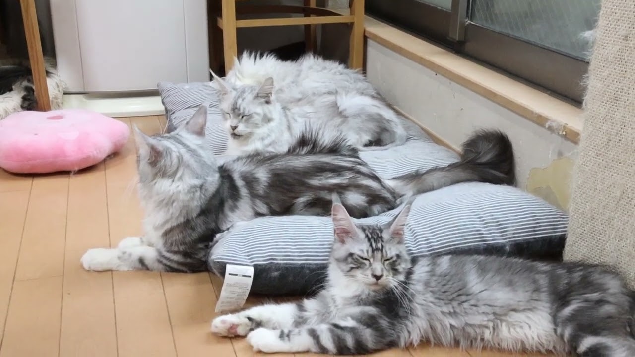 雨の日のメインクーン子猫イブちゃん