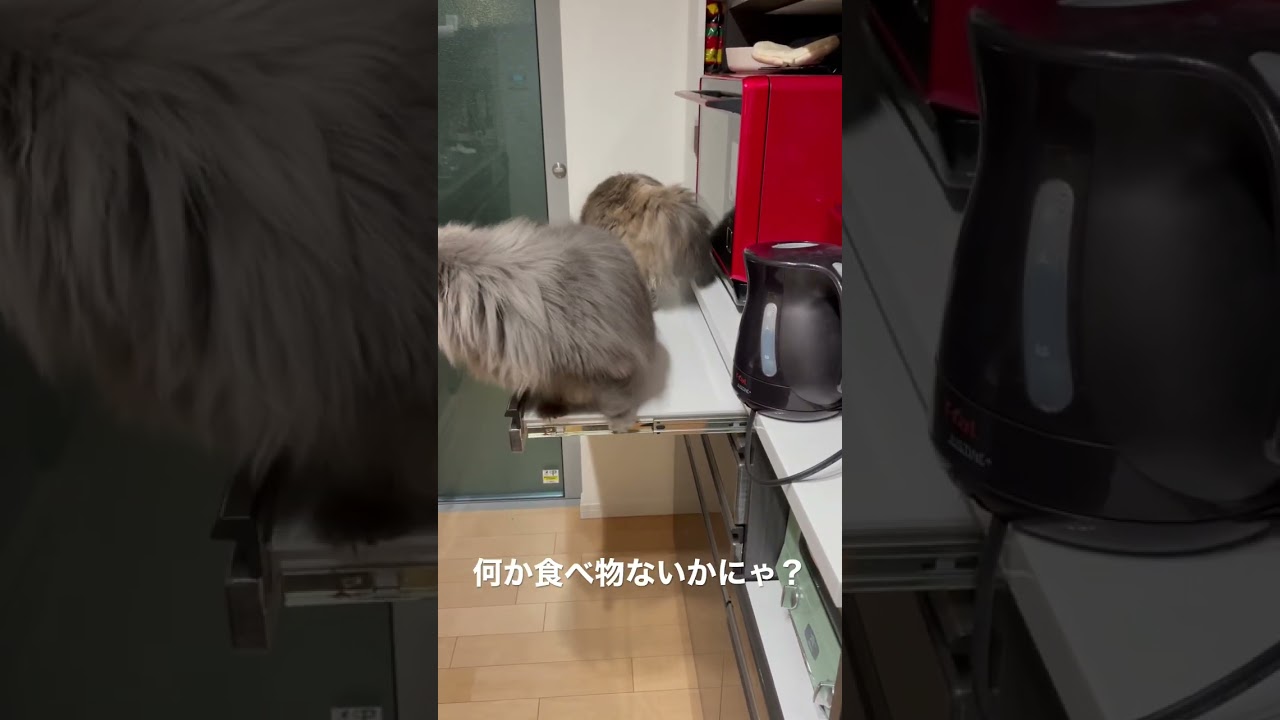 食べ物を探してまた変な所に登るラガマフィン親子　#ラガマフィン #猫のいる暮らし #子猫動画