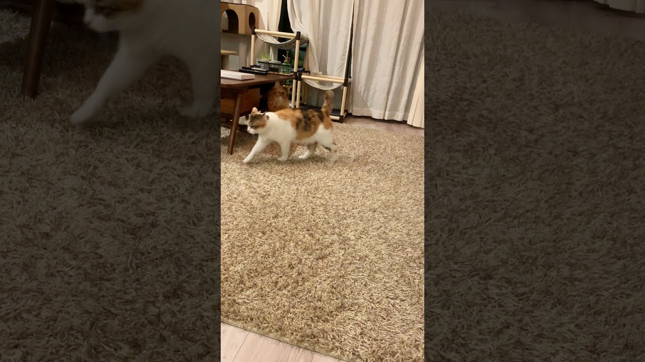 #112　またおまえか。なミケとソマリ