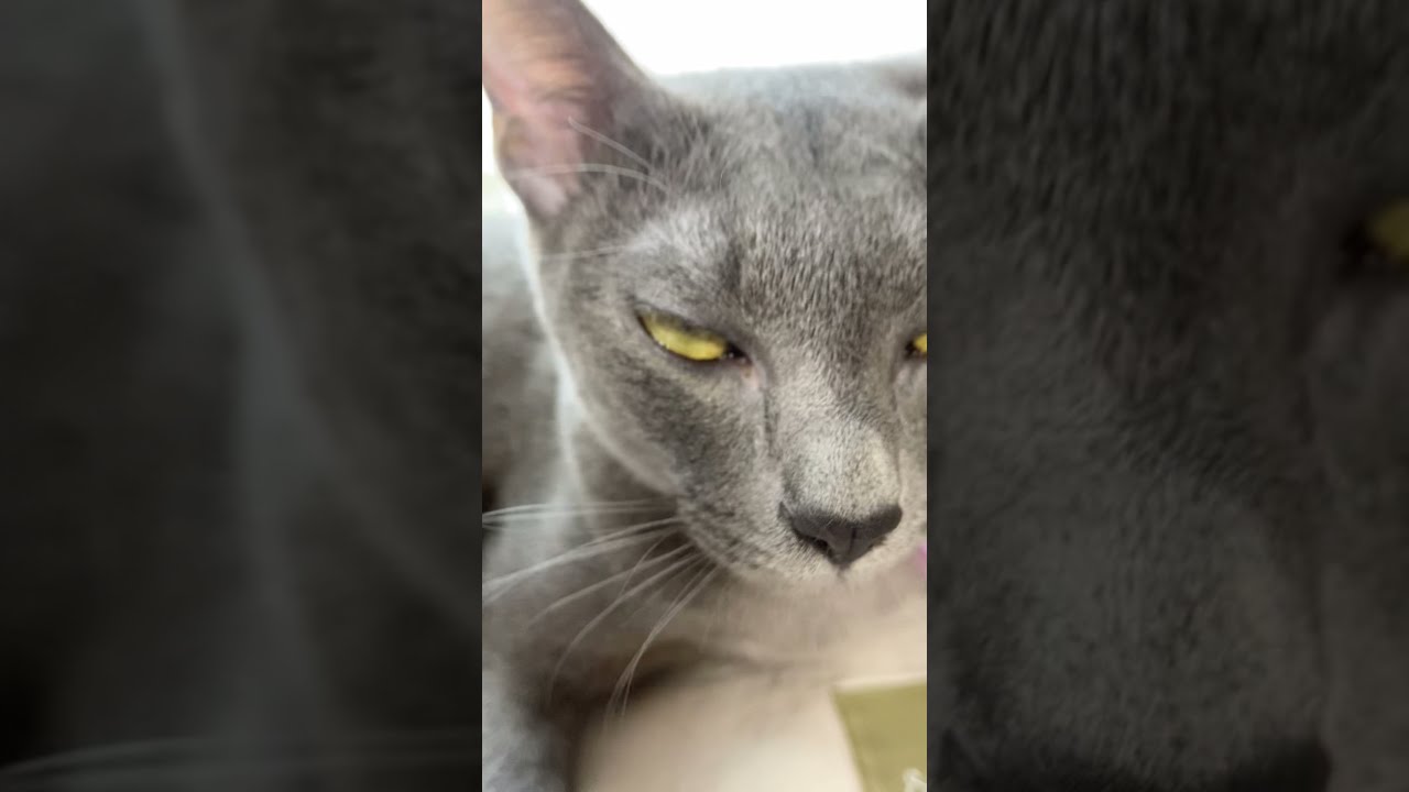 Cat makes funny faces when brushed #shorts