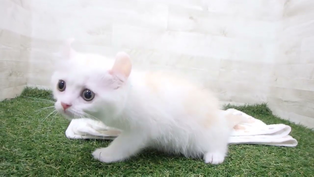 Coo&RIKU　No00634036 アメリカンカール