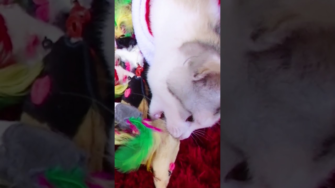 クリスマスプレゼントに大はしゃぎな子猫 #Shorts