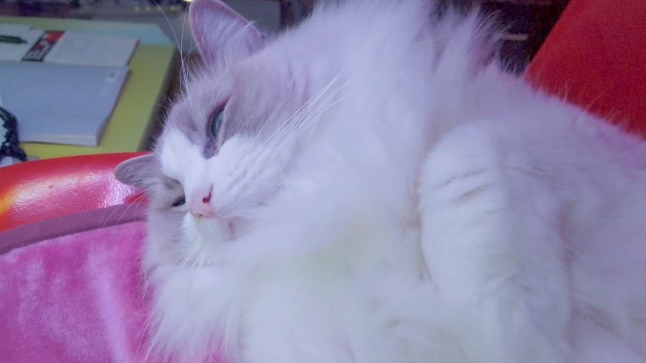 ラグドール猫を飼いたくなる【10の理由】可愛いさの秘密