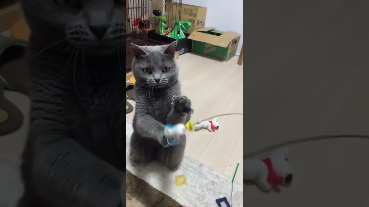 【シャルトリュー】立ったまま遊ぶねこスローモーションver【Chartreux cat】