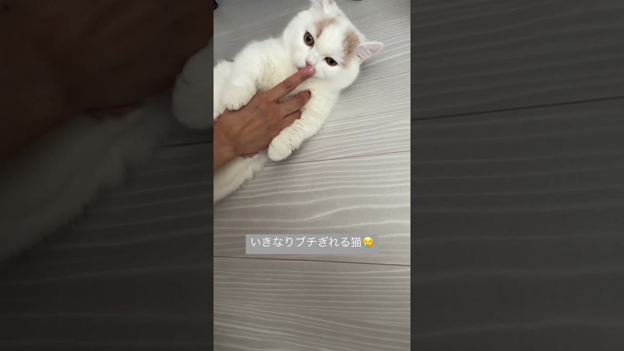にゃんこのブチギレシーン😢😢😢#ミヌエット #子猫 #cat #マンチカン #ペルシャ #猫部 #猫 #ミヌエット短足 #ねこすたぐらむ #catsofinstagram #shorts