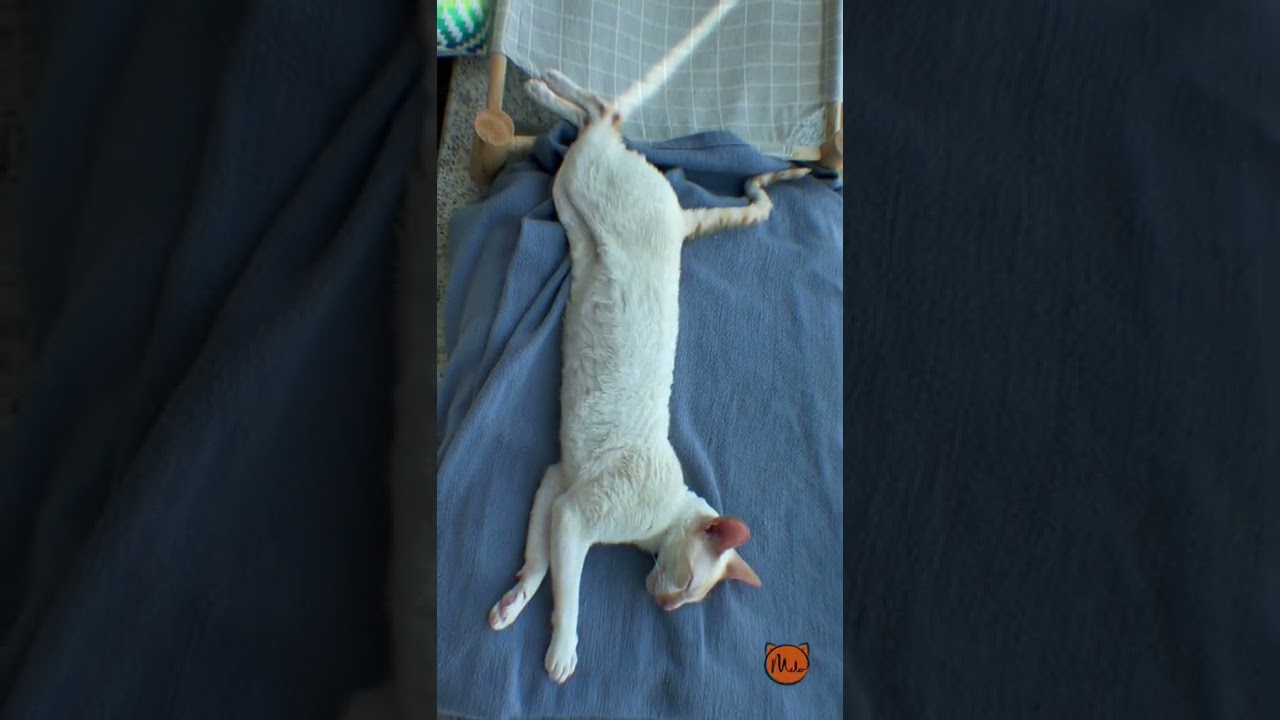 What's Your Experience with Pet Abandonment?
