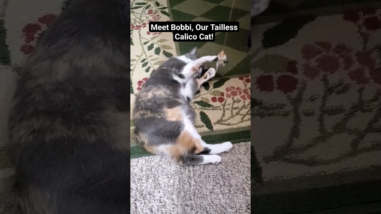 Calico Manx cat leisurely playing with the toy mouse.
