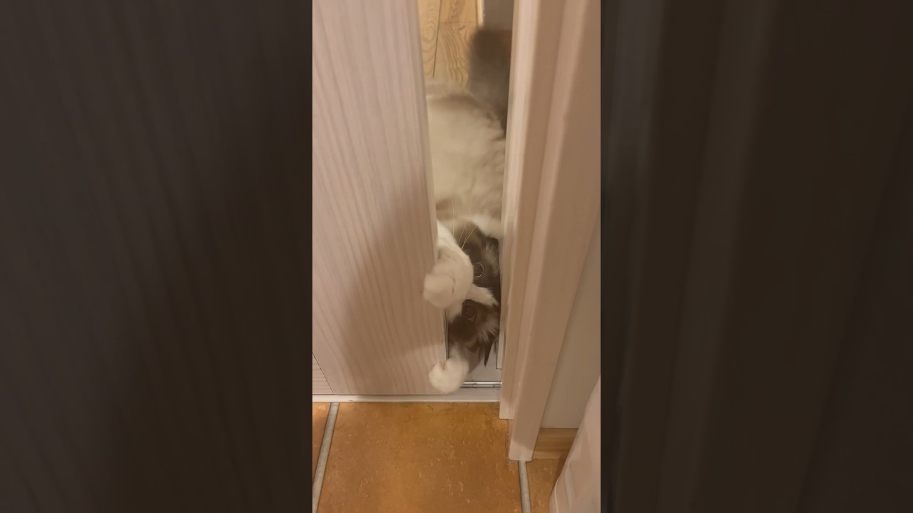扉越しに飼い主を見つけた猫ちゃんの反応【ラグドール 】 #猫 #ペット #shorts