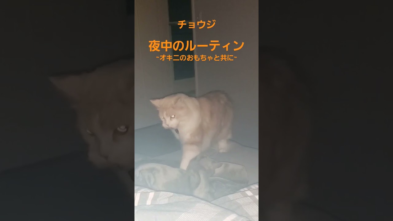 【メインクーン 】チョウジのナイトルーティン【maine coon】