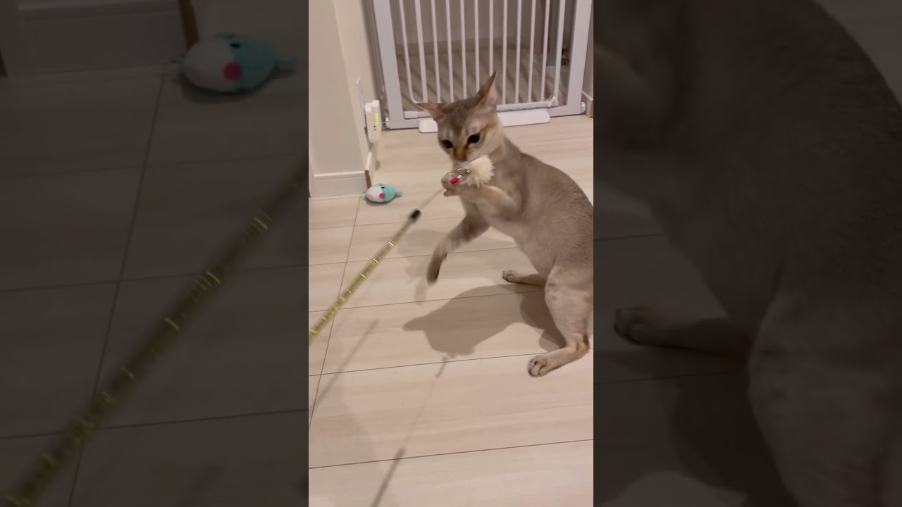 押さえ込み&噛みつき　#シンガプーラ