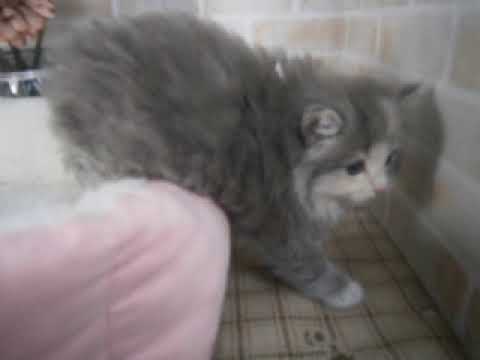 632120 ノルウェージャン・フォレストキャット