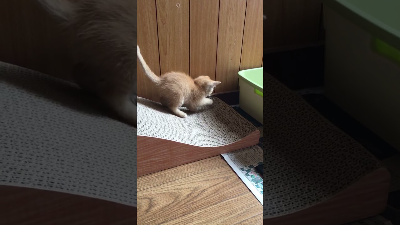 幼い子猫ちゃんに初めての爪とぎを与えてみた結果…😹保護猫すずの幼少期（生後 約3~4週間）  #shorts