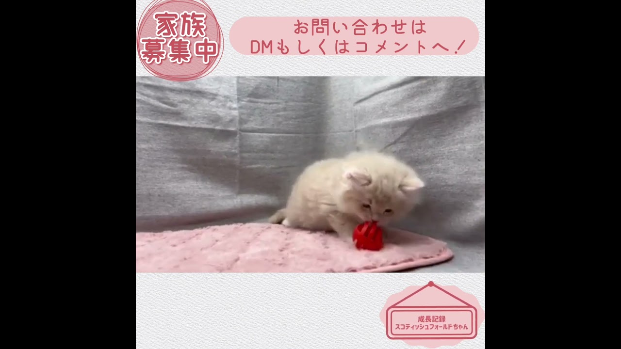 【スコティッシュフォールド】ベビーちゃん成長記録☆