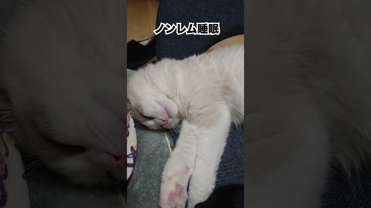夢見る猫の不思議な動き#shorts #ラグドール #猫 #ルル