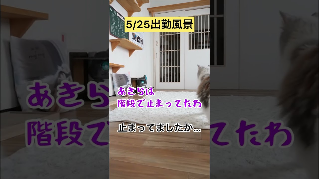 ギリギリアウトかセーフか？【メインクーン】 #猫動画おもしろい #cat