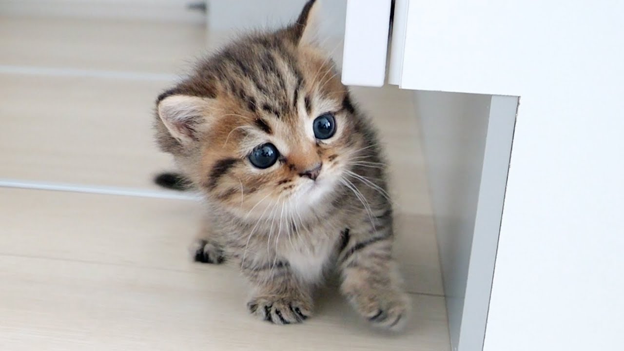 Cat Lili is in the best sweetheart mode ever...