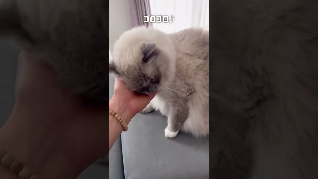 猫のお昼寝前の儀式　#猫  #shorts  #ねこ  #ラグドール