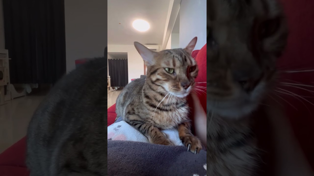 撫でられるのが嬉しく仕方ない猫【ベンガル猫】