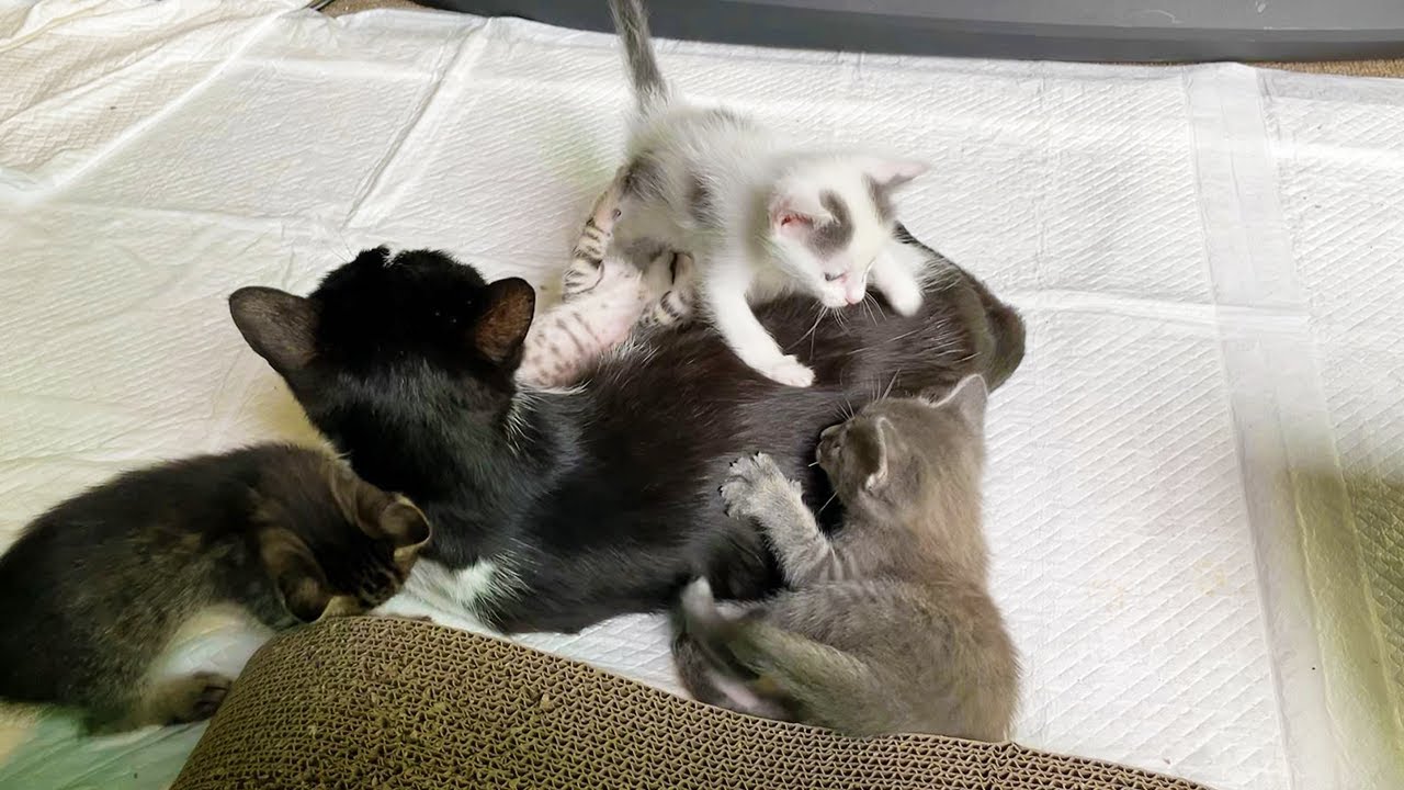 子猫同士でじゃれ合う元気いっぱいな保護猫一家。