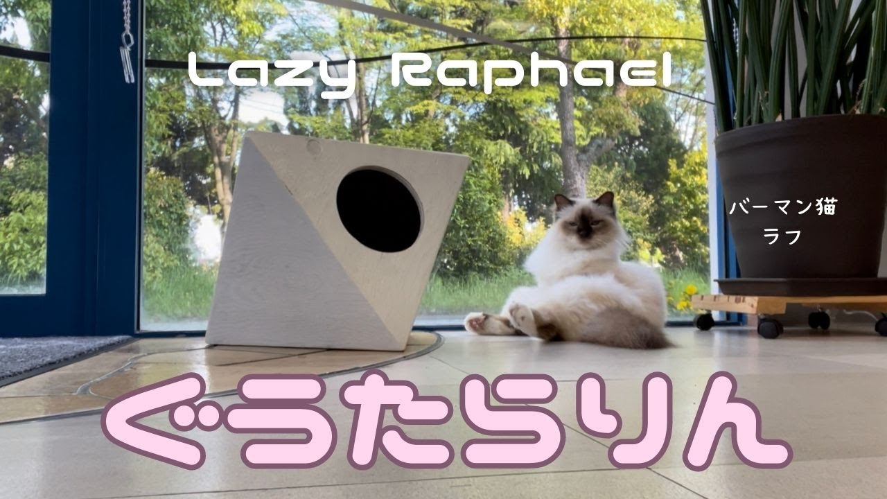 バーマン猫ラフ【ぐうたらりん】Lazy Raphael（バーマン猫）Birman/Cat